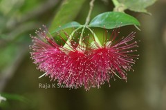 Syzygium laetum